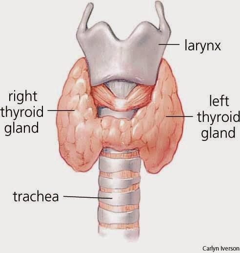 Apa itu tiroid pada wanita